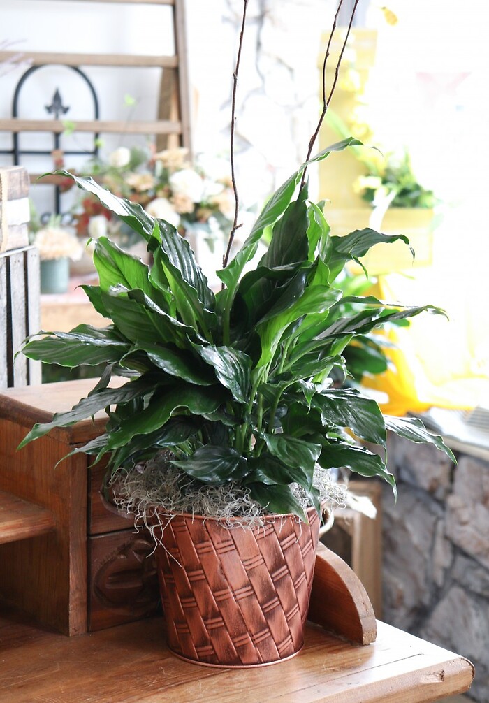 Peace Lily Plant 6 inch