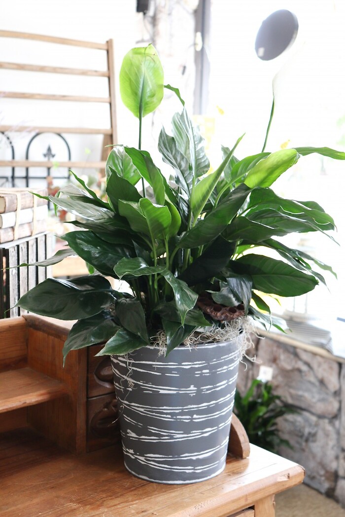 Deluxe Peace Lily Plant