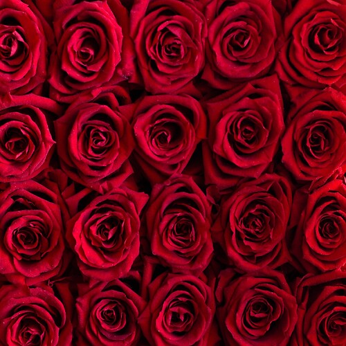 One Dozen Wrapped Red Roses