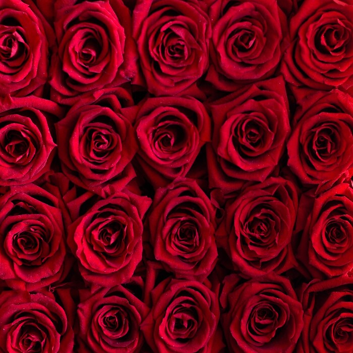 Red Roses - One Dozen