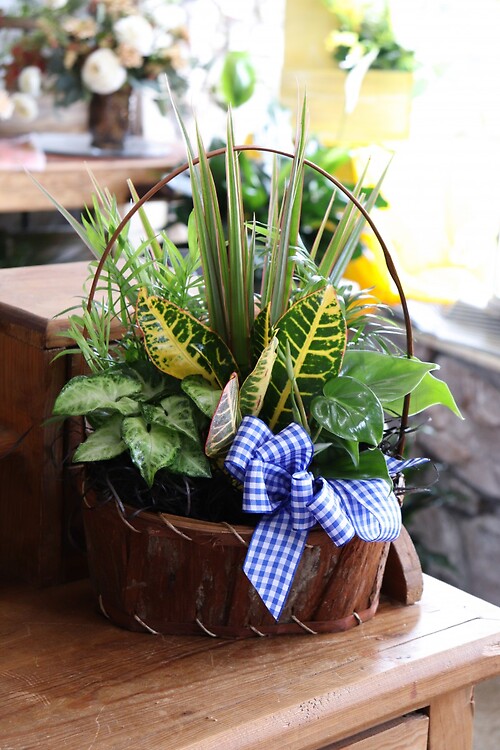 Medium Planter Basket