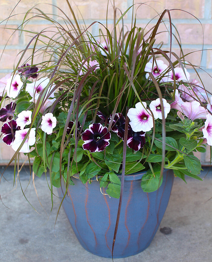 Annual Patio Pot